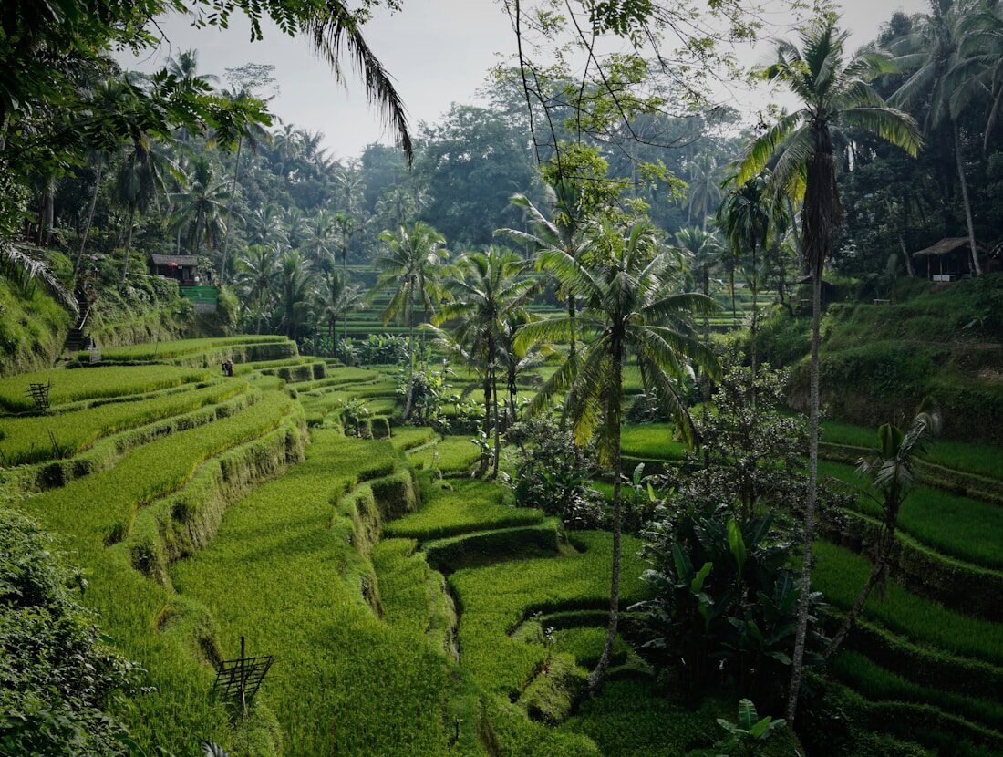 Terraced rice fields threaded with palm trees in the Balinese highlands