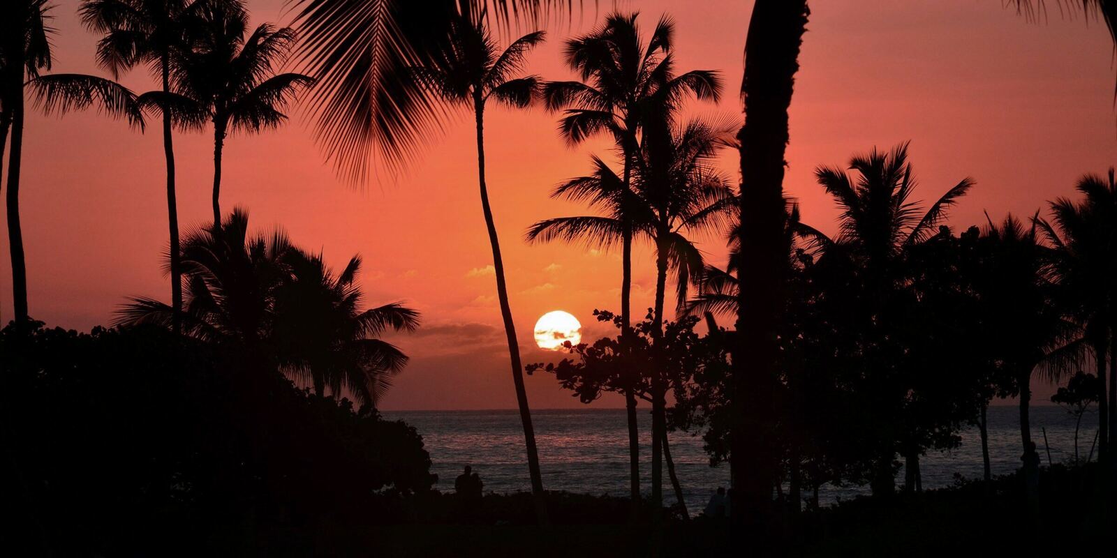 Palm trees silhouetted against a deep orange sunset over the sea