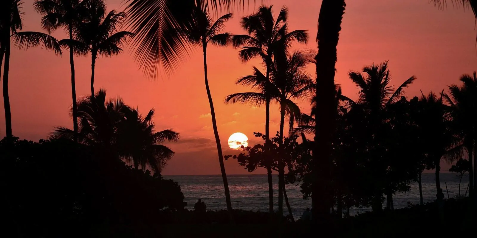 Silhouetted coconut palms against an orange sunset over the Pacific in Hawaii